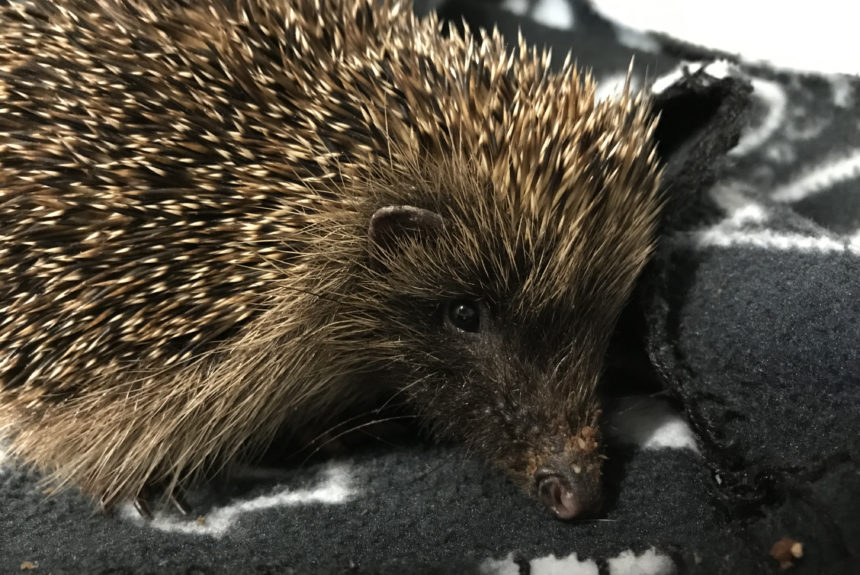 Help us Care for our Hedgehogs!
