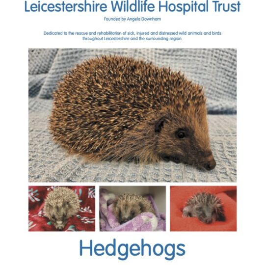 'Hedgehogs' 2026 Calendar PREORDER