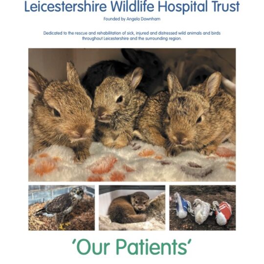 'Our Patients' 2026 Calendar PREORDER
